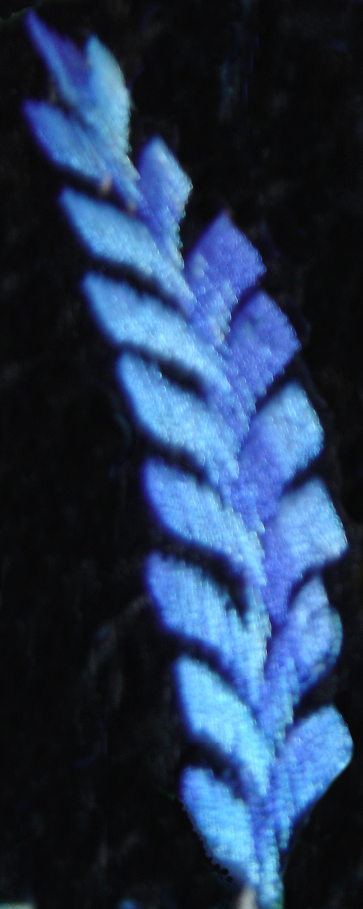 A motif from my Artesania Pop Wuh waistcoat. It 
looks like a light-blue/purple ear of wheat or fern leaf.