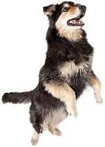 A dog standing on its hind legs, front paws 
extended, mouth open expectantly.