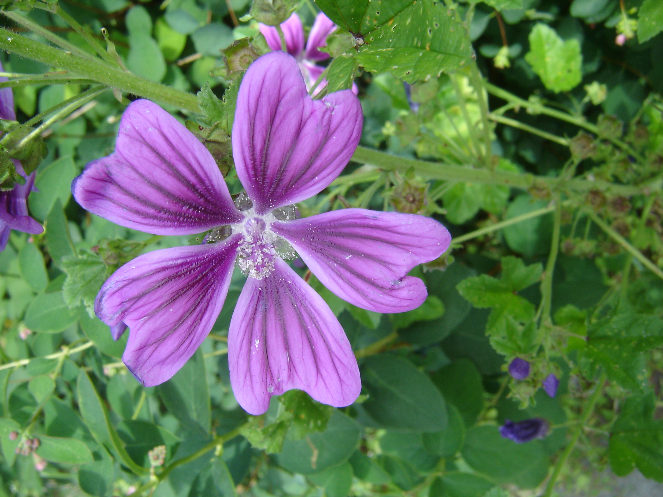 Mallow flower on towpath of Oxford canal.