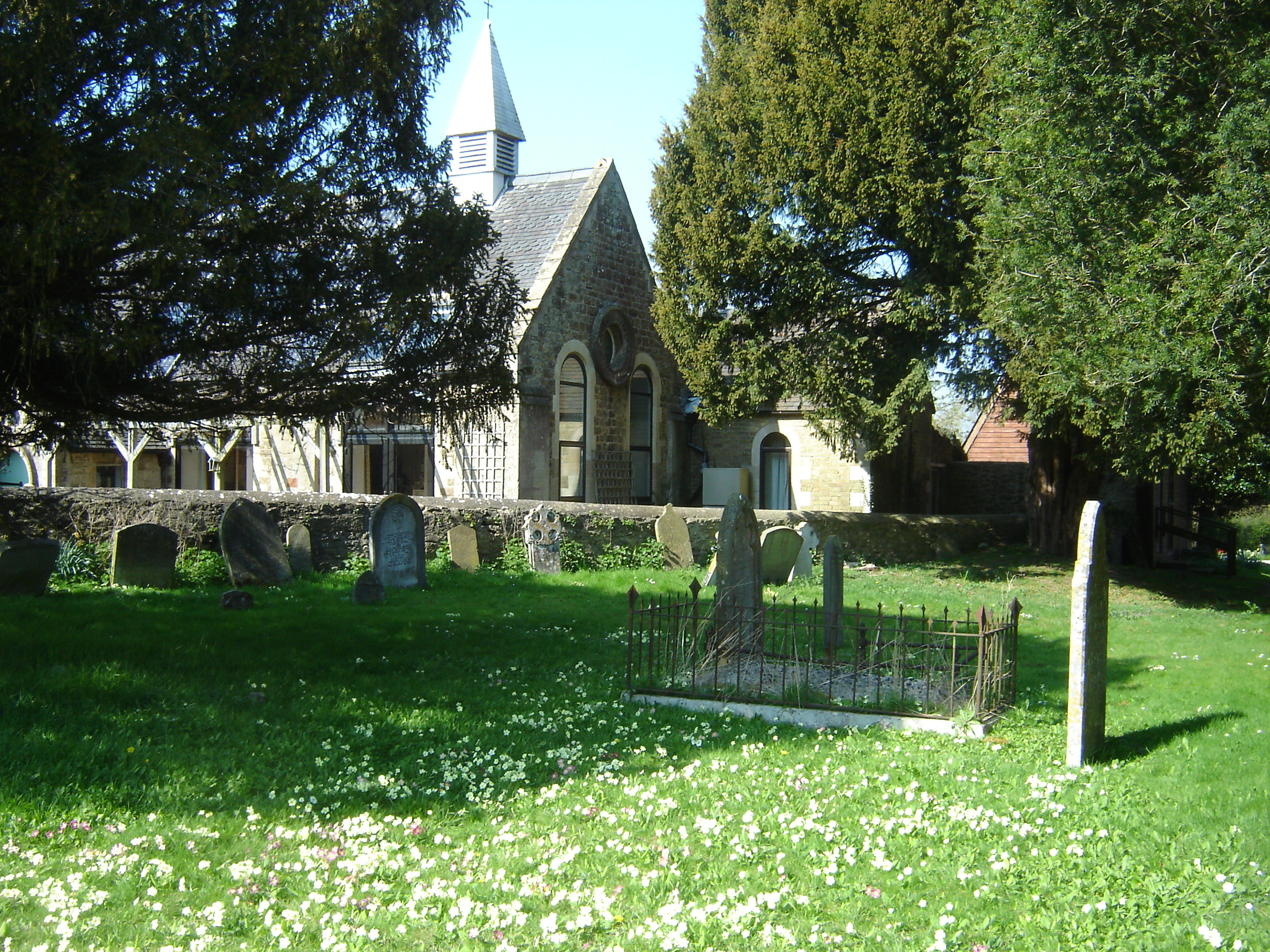 Primroses, Sandford-on-Thames churchyard